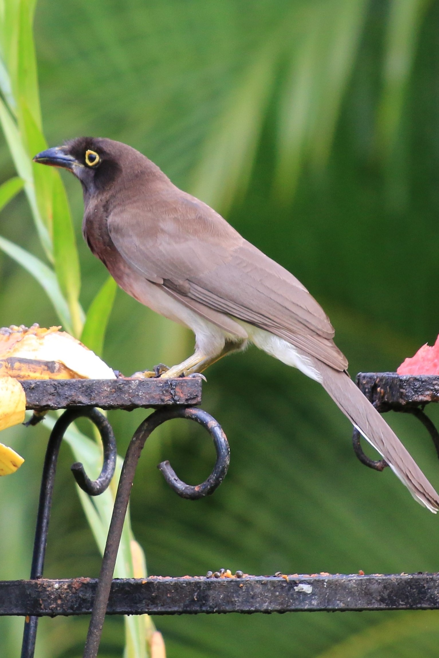 Costa Rica